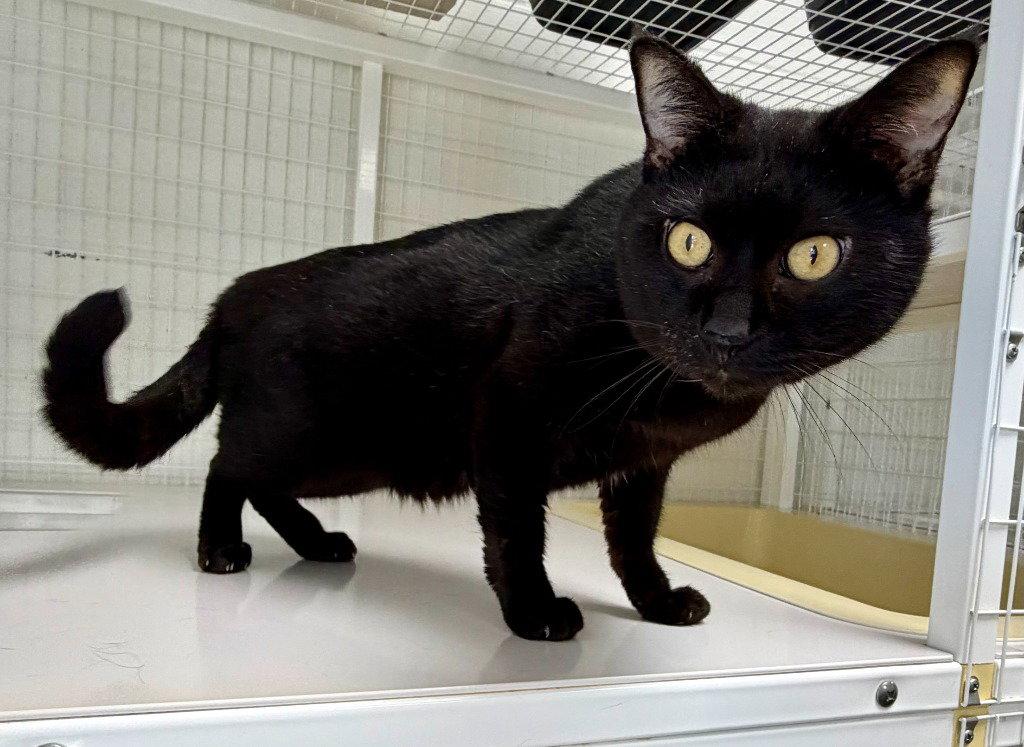 Betelgeuse, Adoptable, Adult Male Domestic Short Hair.