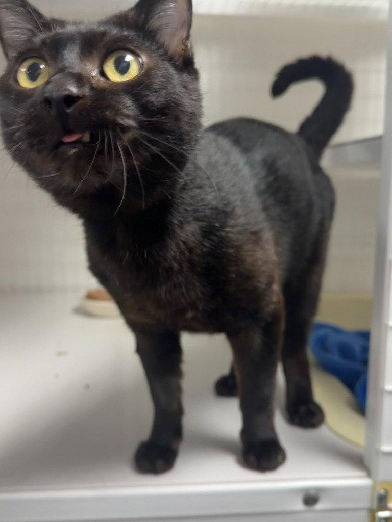Betelgeuse, a Adoptable Domestic Short Hair in St. Helens, OR image 2/2