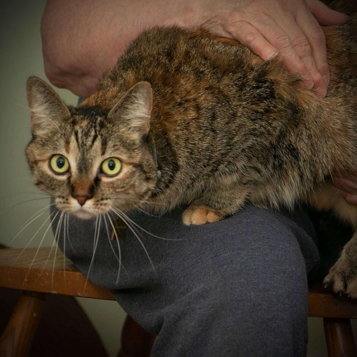 Enlarge Jadzia, a Adoptable Tortoiseshell in Calgary, AB image 1/3