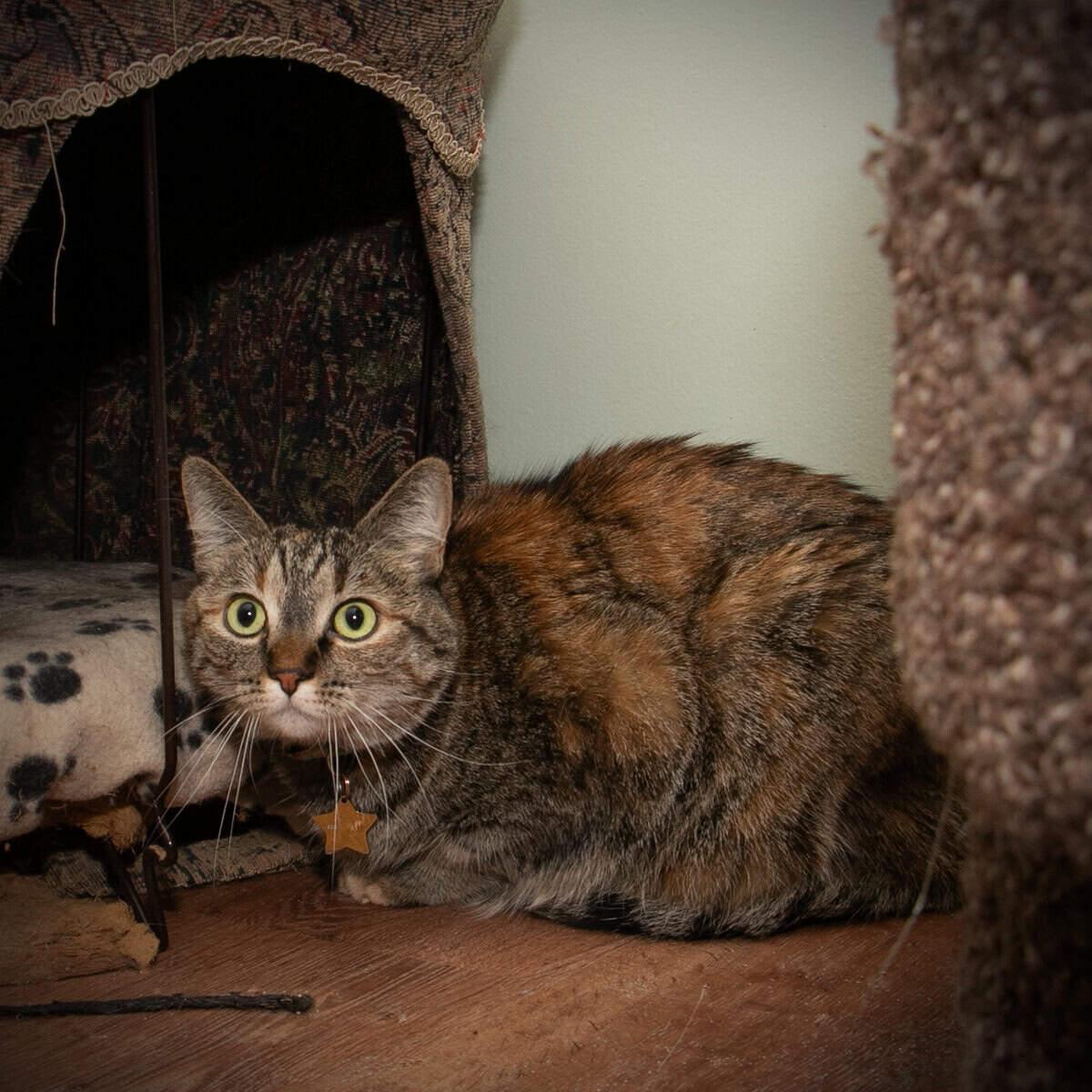 Enlarge Jadzia, a Adoptable Tortoiseshell in Calgary, AB image 2/3