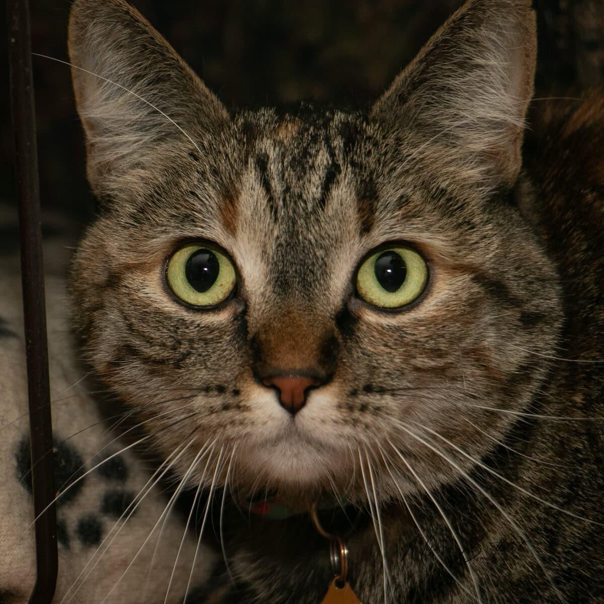 Enlarge Jadzia, a Adoptable Tortoiseshell in Calgary, AB image 3/3