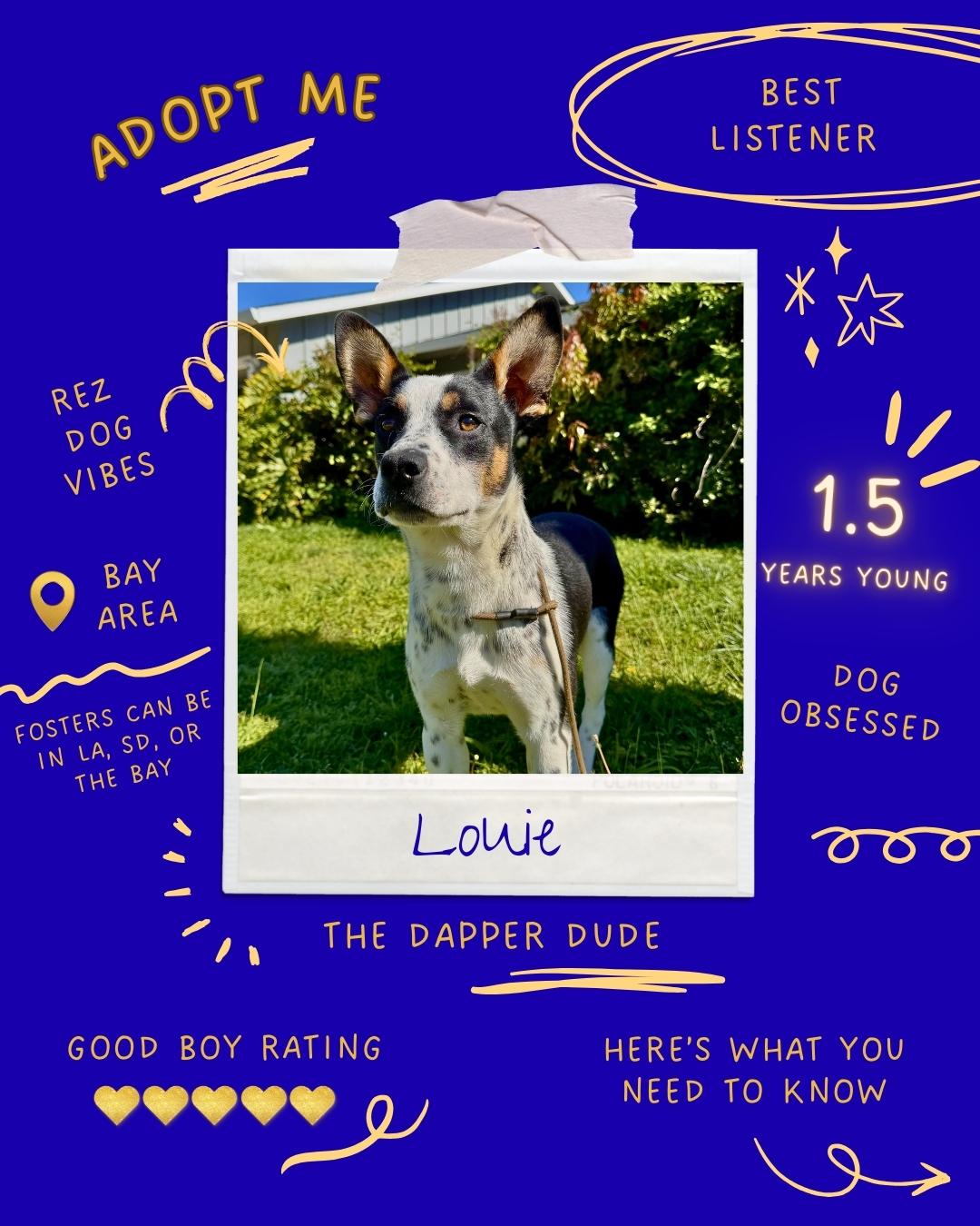 Enlarge Louie, a Adoptable mixed breed in Los Gatos, CA image 5/6