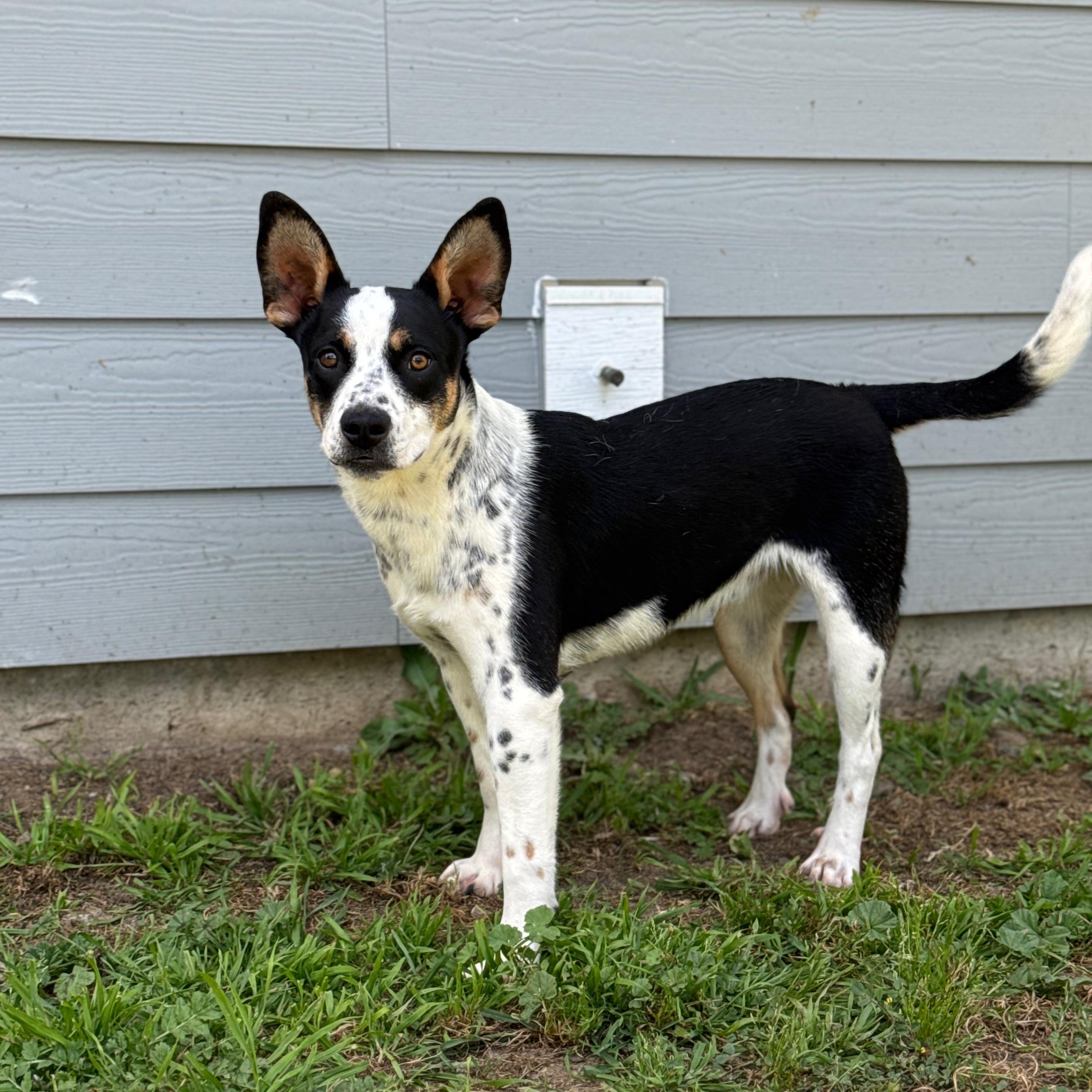 Enlarge Louie, a Adoptable mixed breed in Los Gatos, CA image 6/6