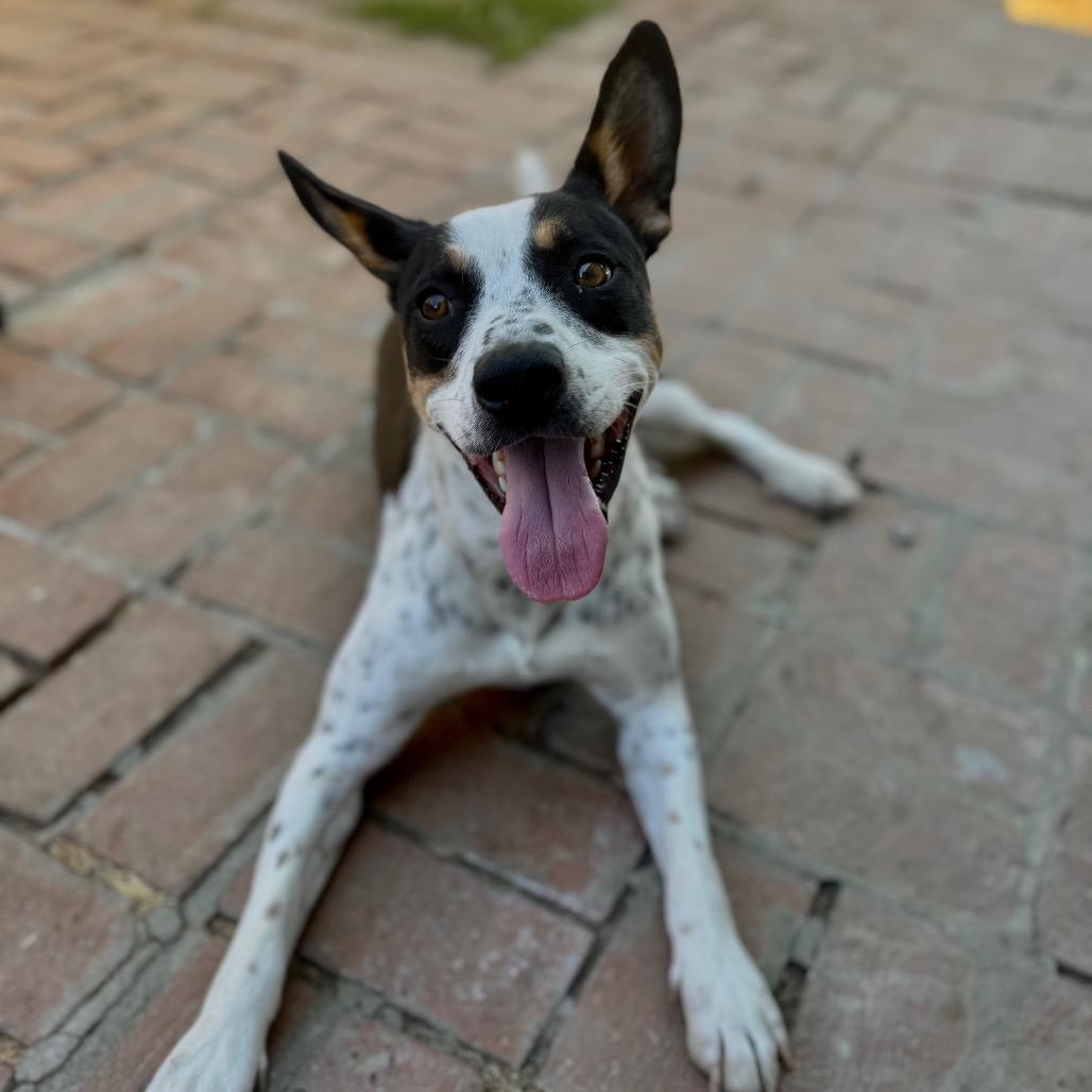 Enlarge Louie, a Adoptable mixed breed in Los Gatos, CA image 2/6