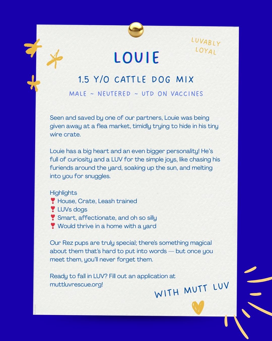 Louie - Adoptable Pet | Petfinder