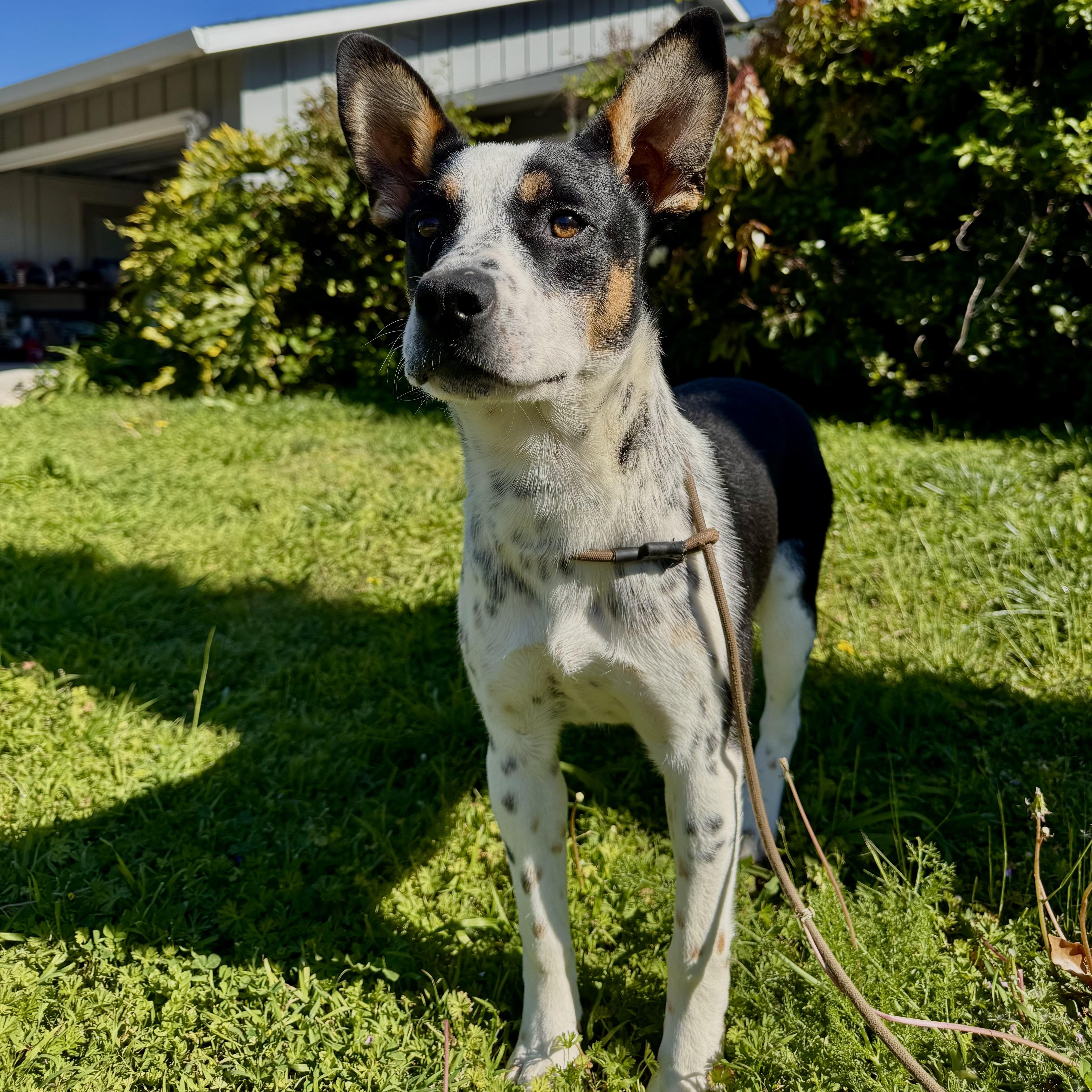Louie, Adoptable, Young Male Cattle Dog & German Shepherd Dog.