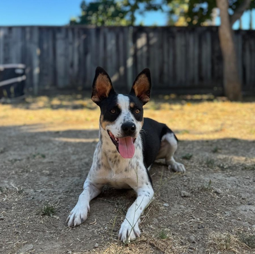 Enlarge Louie, a Adoptable mixed breed in Los Gatos, CA image 4/6