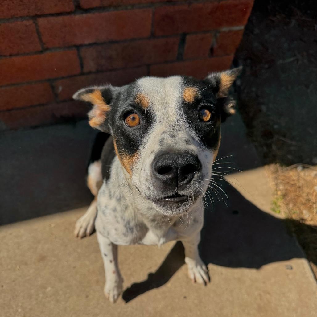 Enlarge Louie, a Adoptable mixed breed in Los Gatos, CA image 3/6