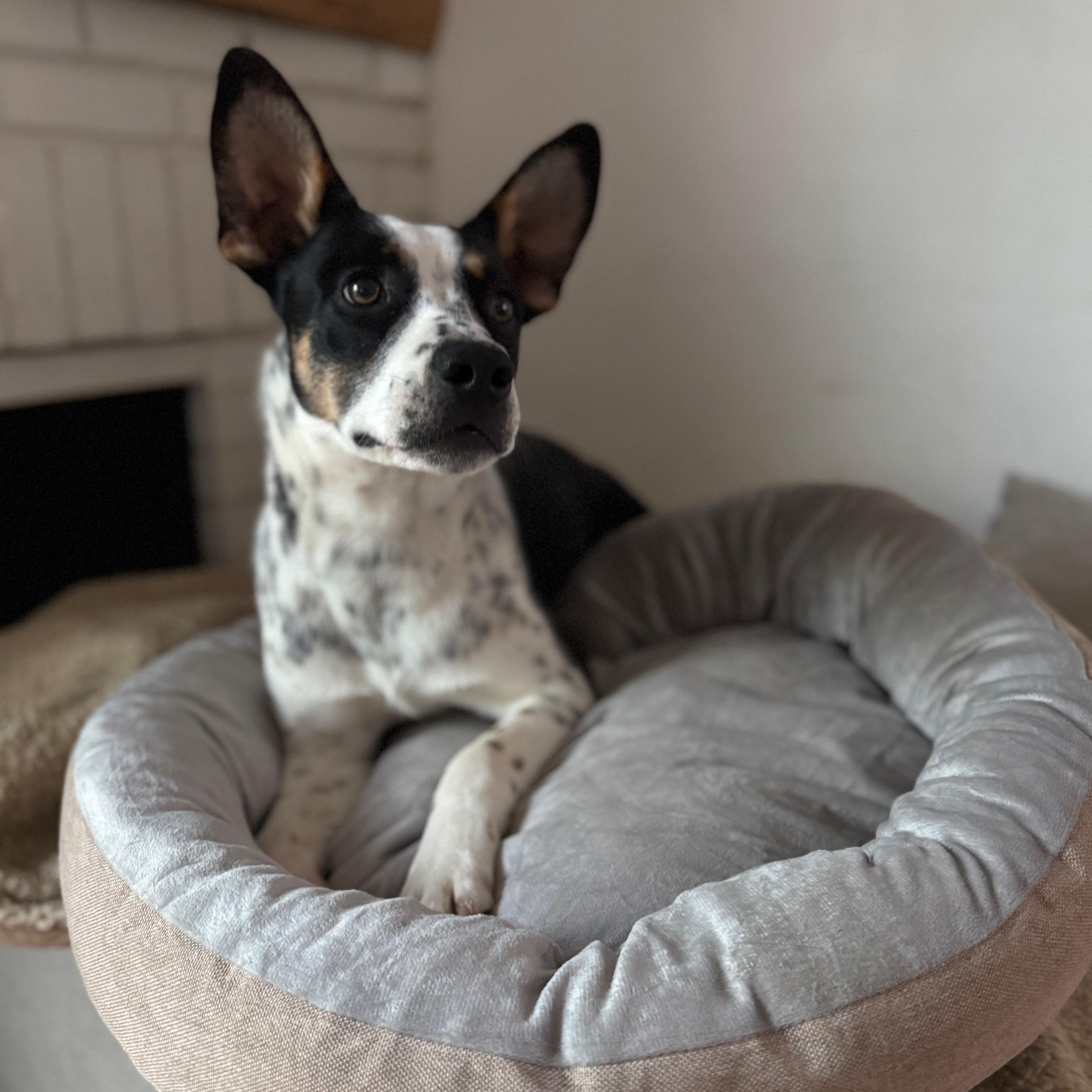 Enlarge Louie, a Adoptable mixed breed in Los Gatos, CA image 5/6