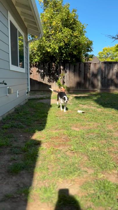 Enlarge Louie, a Adoptable mixed breed in Los Gatos, CA video 3/6