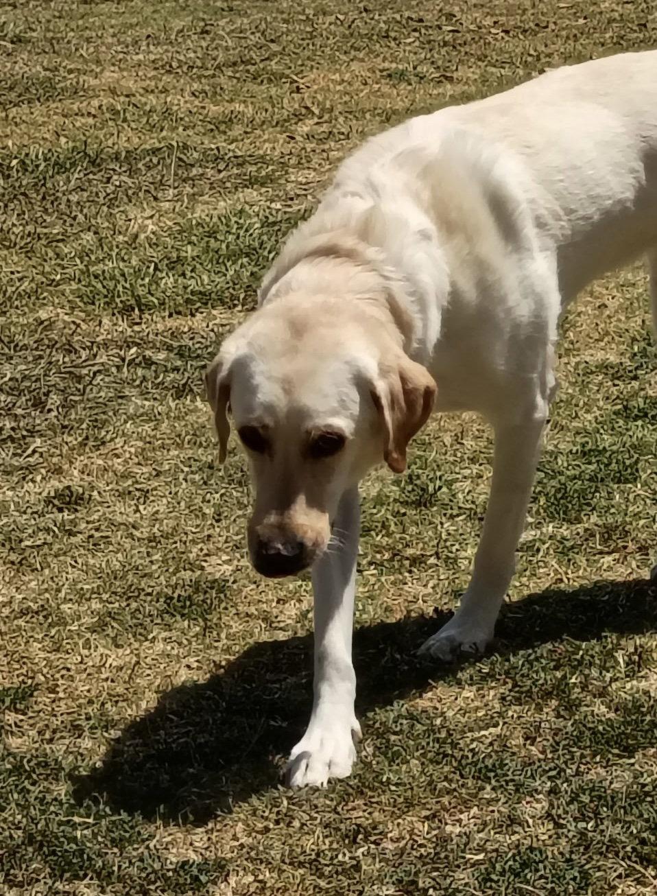 Enlarge January, a Adoptable Labrador Retriever in Denton, TX image 1/3