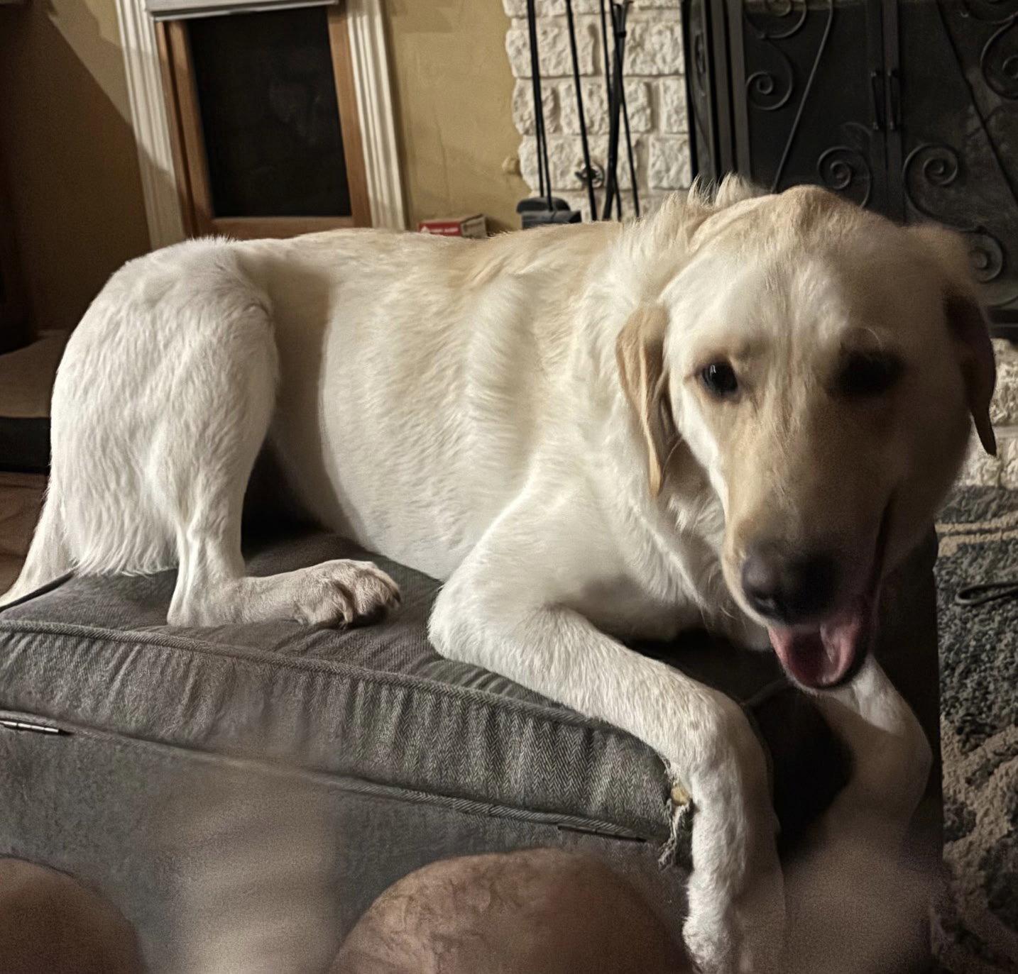 Enlarge January, a Adoptable Labrador Retriever in Denton, TX image 2/3