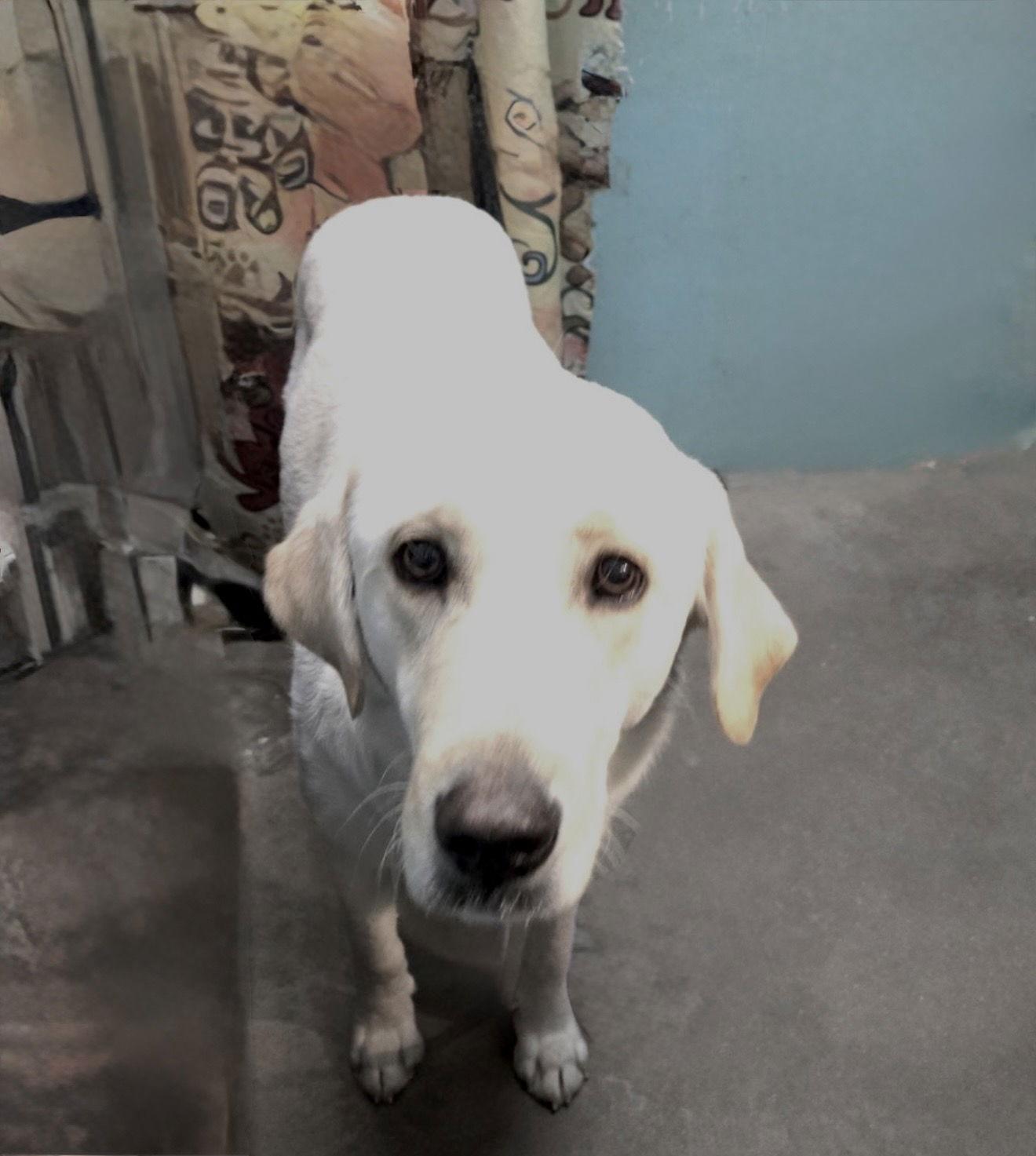 January, Adoptable, Adult Female Labrador Retriever.