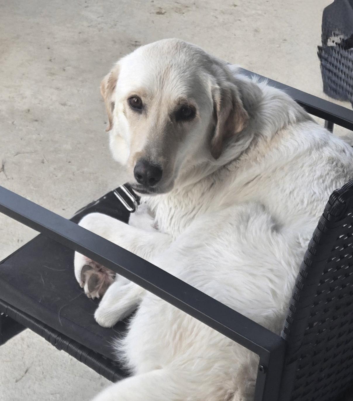 Enlarge January, a Adoptable Labrador Retriever in Denton, TX image 3/3