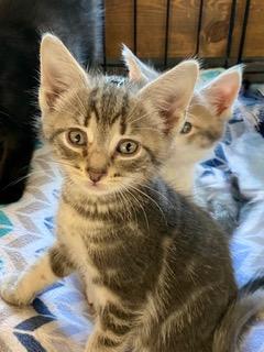 Jedi, Adopted, Kitten Male American Shorthair.