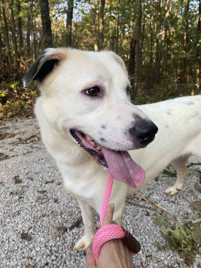Parker, Adoptable, Adult Female Dalmatian & Great Pyrenees.