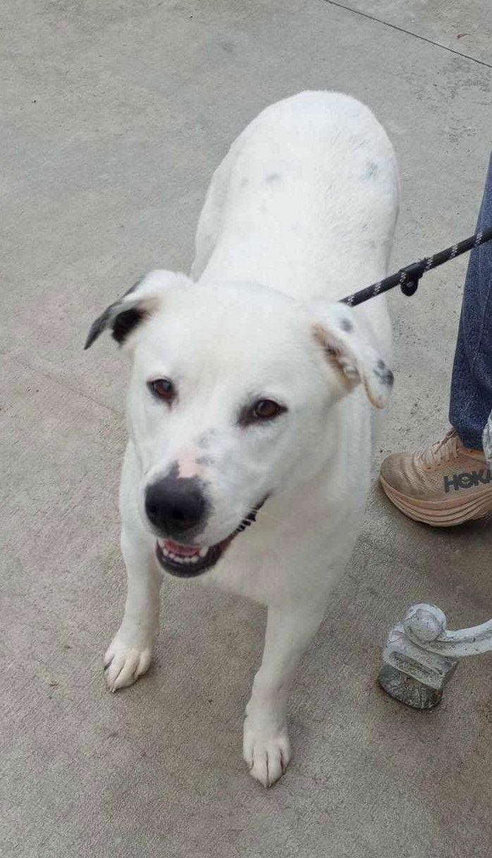 Enlarge Parker, a Adoptable mixed breed in Frenchburg, KY image 2/3