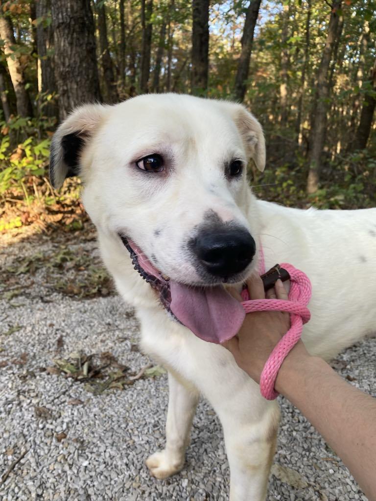 Enlarge Parker, a Adoptable mixed breed in Frenchburg, KY image 3/3