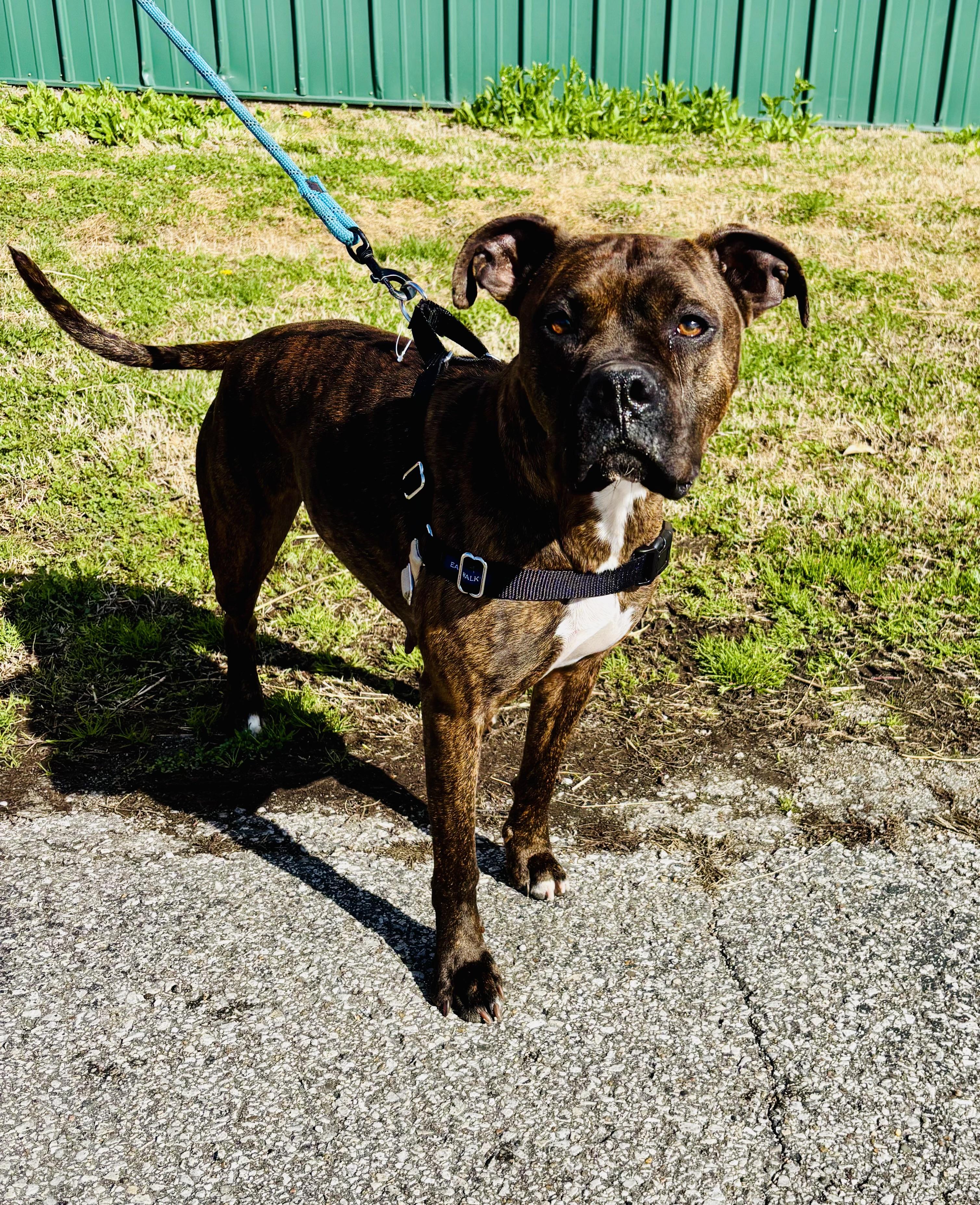 MISS PRISS!, ADOPTABLE, Adult Female Boxer & Pit Bull Terrier.