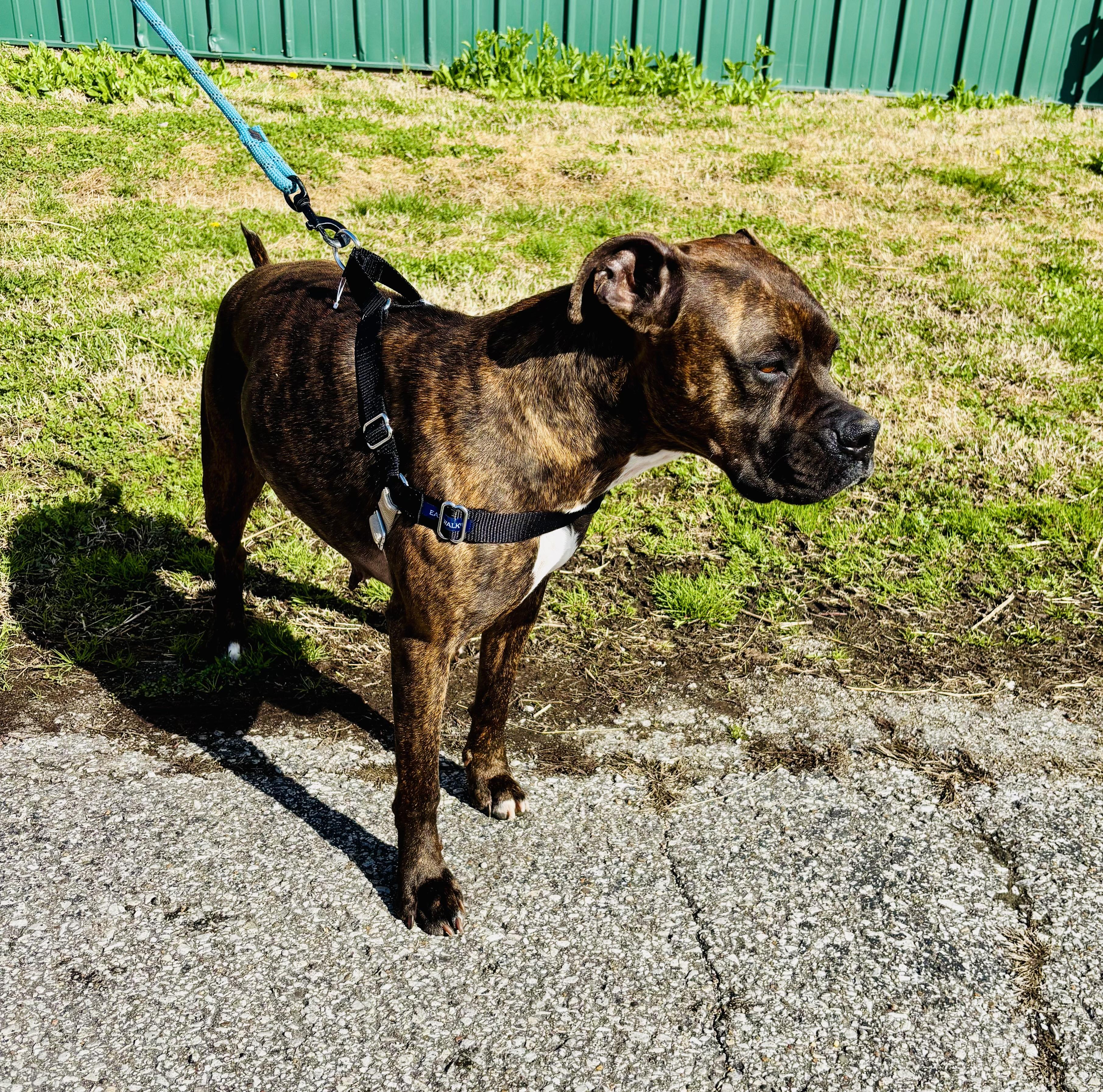 Enlarge MISS PRISS!, a ADOPTABLE mixed breed in Owensboro, KY image 3/4