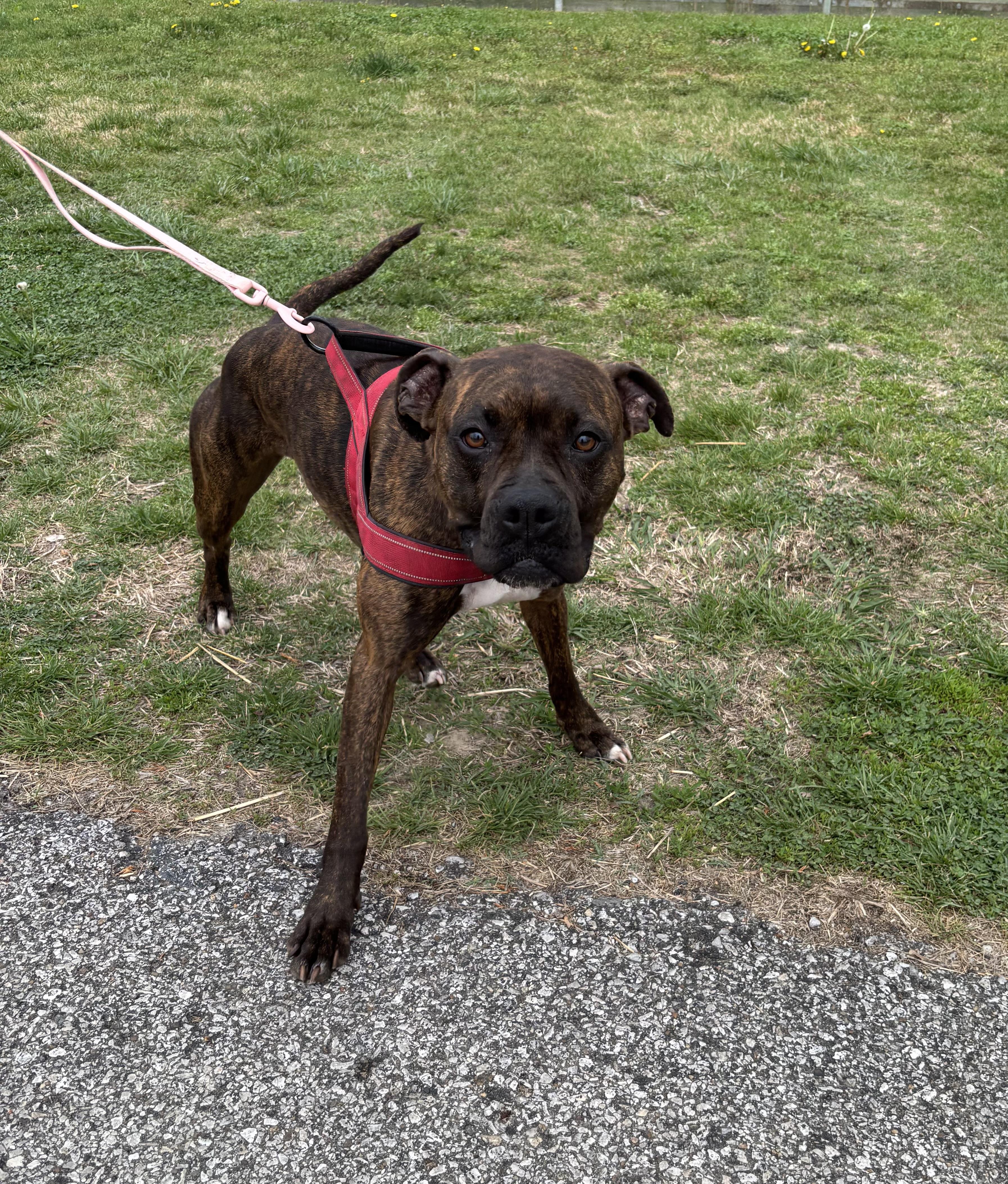 Enlarge MISS PRISS!, a ADOPTABLE mixed breed in Owensboro, KY image 2/4