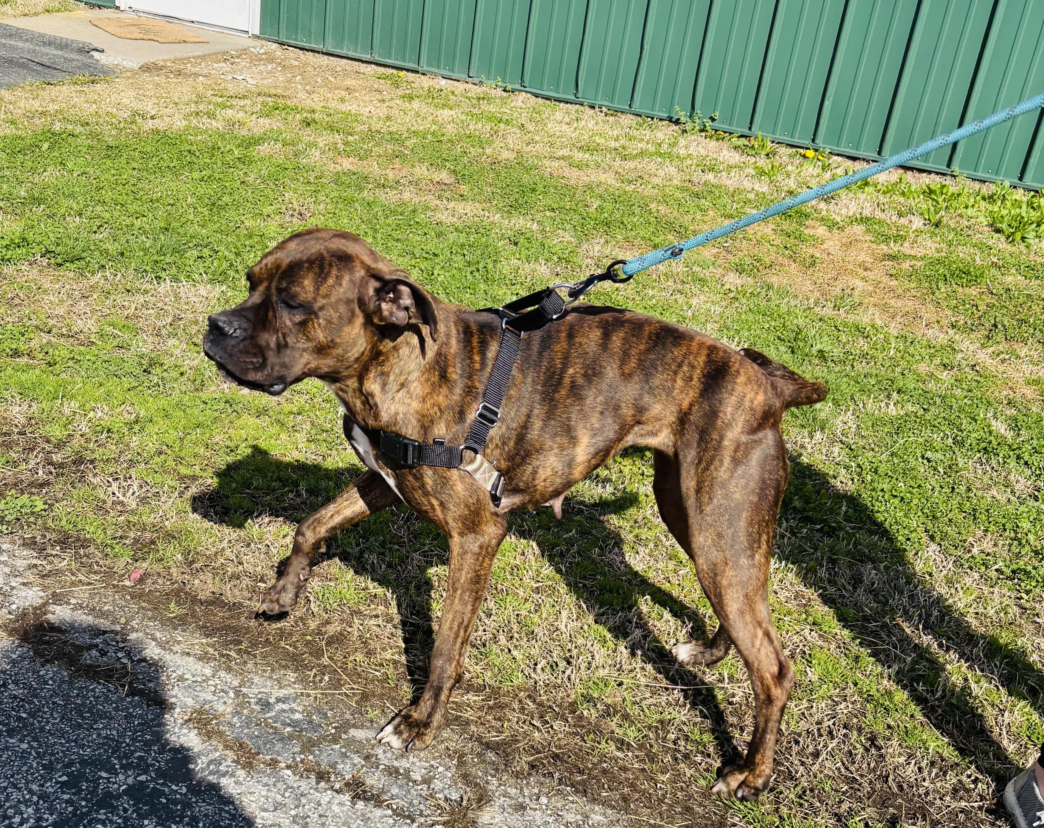 Enlarge MISS PRISS!, a ADOPTABLE mixed breed in Owensboro, KY image 4/4
