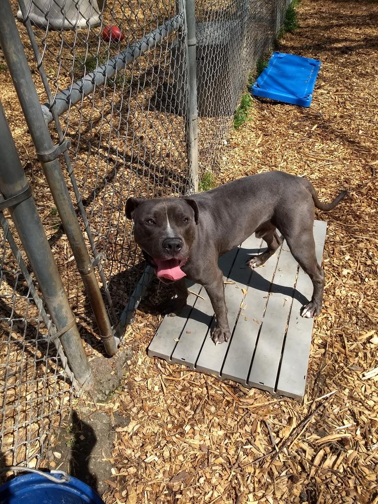 Enlarge Baloo, a ADOPTABLE Pit Bull Terrier in Petersburg, VA image 3/5