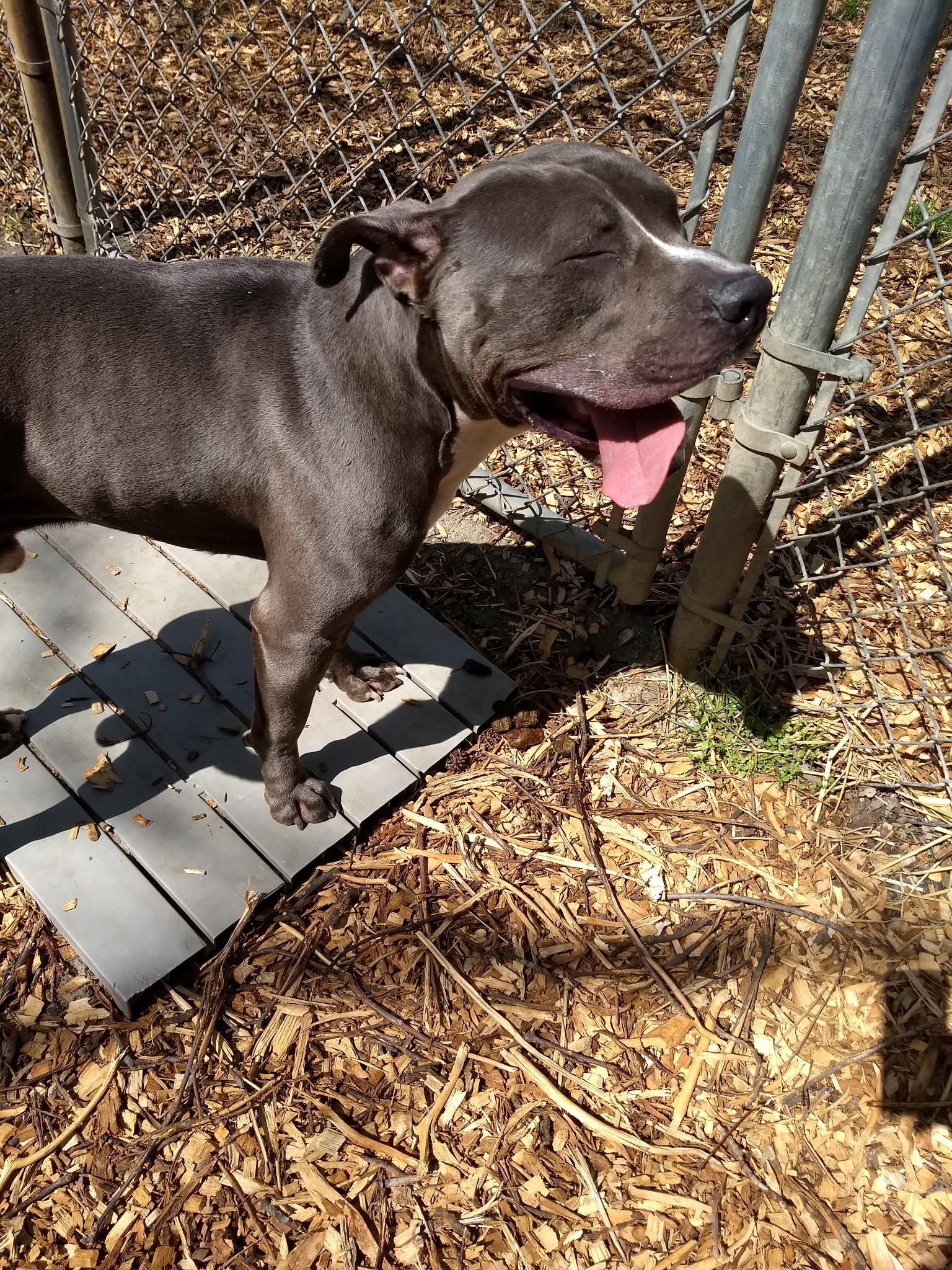 Enlarge Baloo, a ADOPTABLE Pit Bull Terrier in Petersburg, VA image 3/6