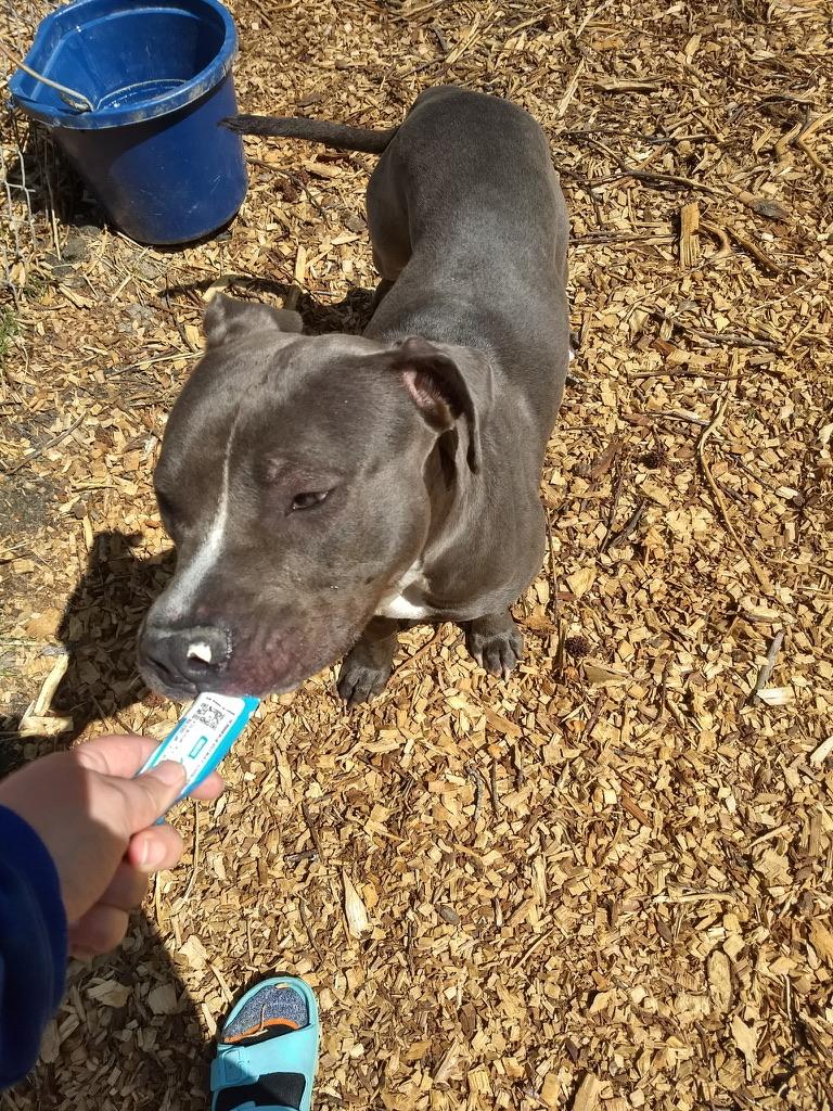 Enlarge Baloo, a ADOPTABLE Pit Bull Terrier in Petersburg, VA image 5/5