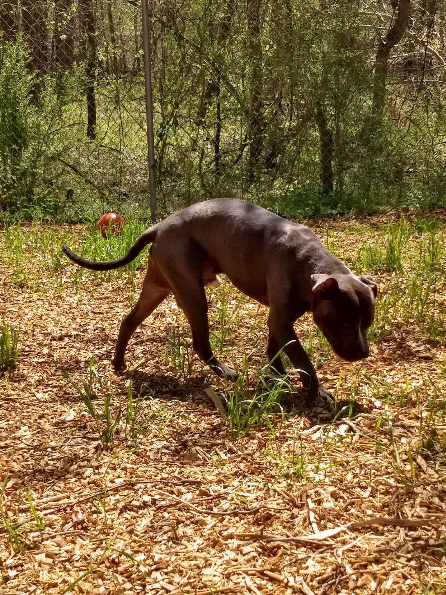 Baloo, Adoptable, Young Male Pit Bull Terrier.