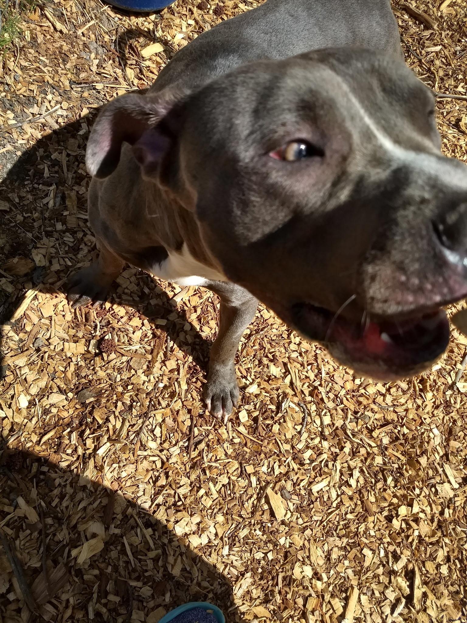 Enlarge Baloo, a ADOPTABLE Pit Bull Terrier in Petersburg, VA image 2/6
