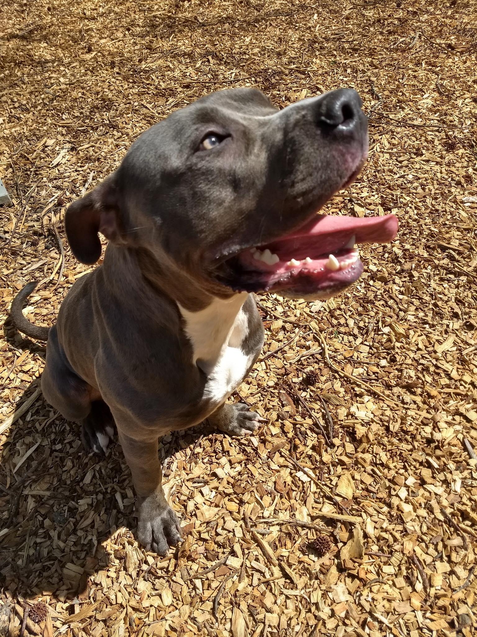 Baloo, ADOPTABLE, Young Male Pit Bull Terrier.
