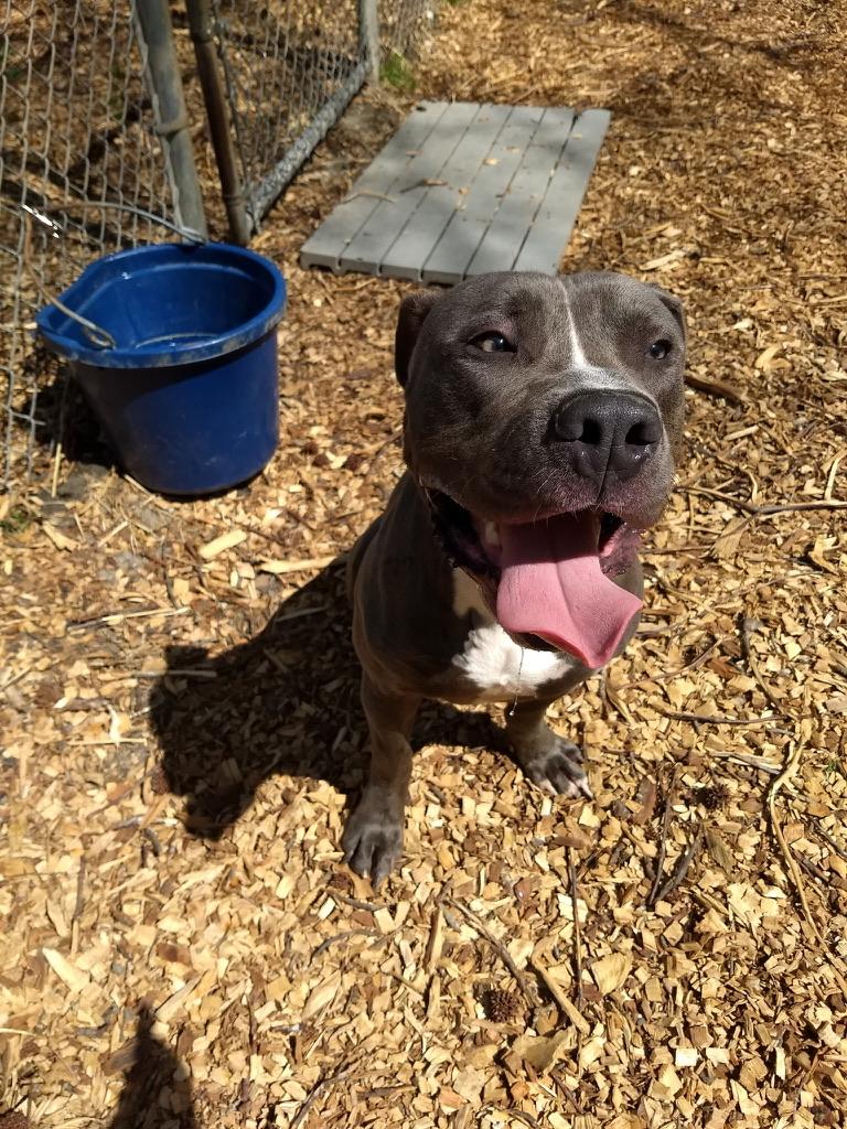 Baloo, ADOPTABLE, Young Male Pit Bull Terrier.