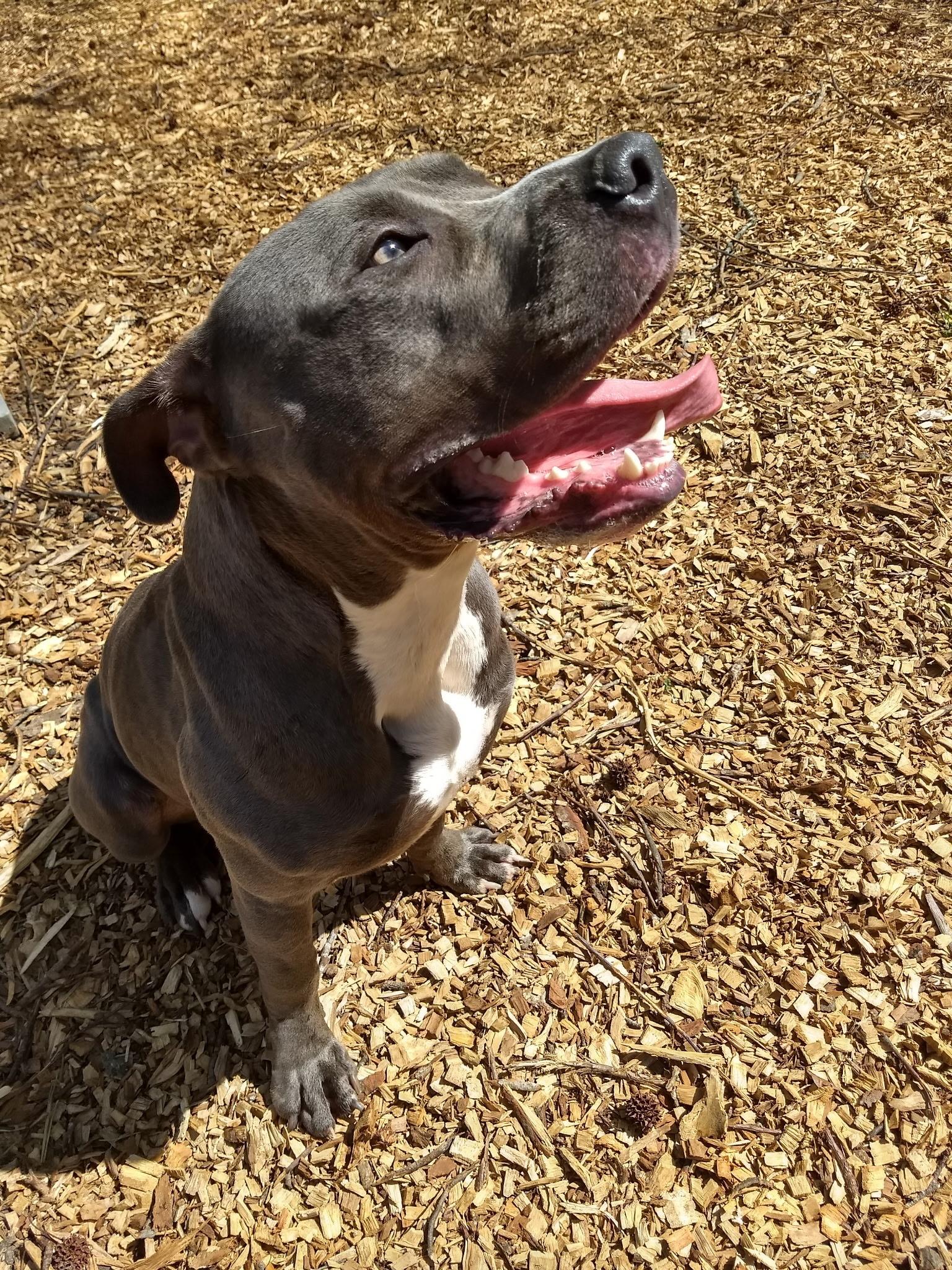 Enlarge Baloo, a ADOPTABLE Pit Bull Terrier in Petersburg, VA image 5/6