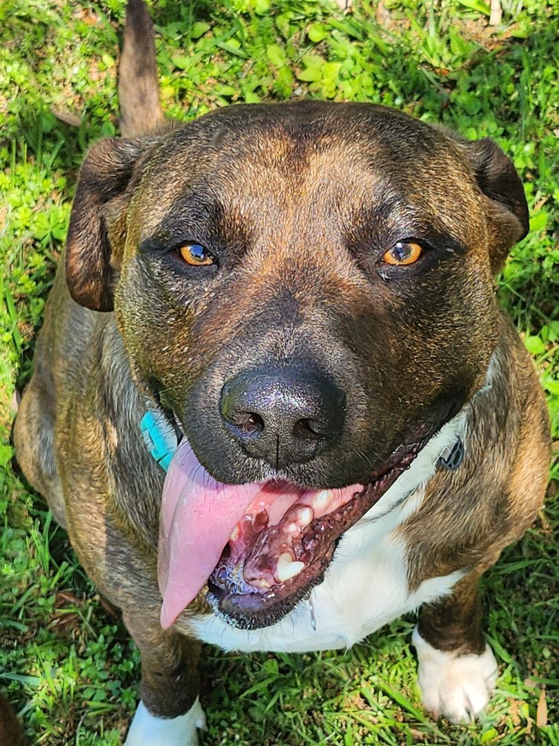 Enlarge Dexter, a Adoptable mixed breed in Brenham, TX image 1/5