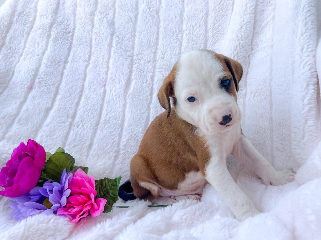 Enlarge Washington, a Adoptable mixed breed in Murray, KY image 2/3