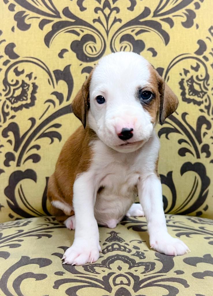 Enlarge Washington, a Adoptable mixed breed in Murray, KY image 3/3