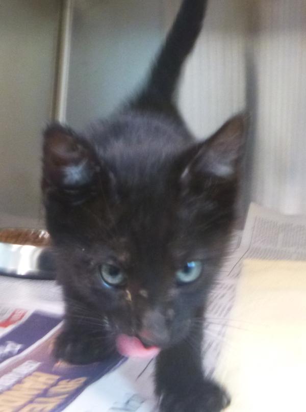 Enlarge Andy, a Adoptable mixed breed in Lafayette, LA image 2/2