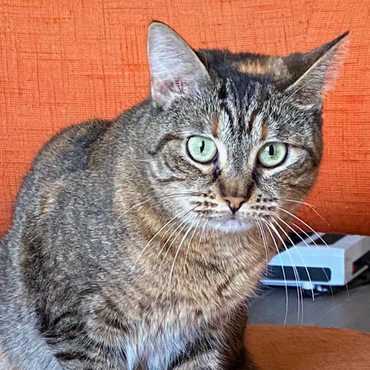 Enlarge Clara Louise, a Adoptable Domestic Short Hair in Hartford, CT image 4/5