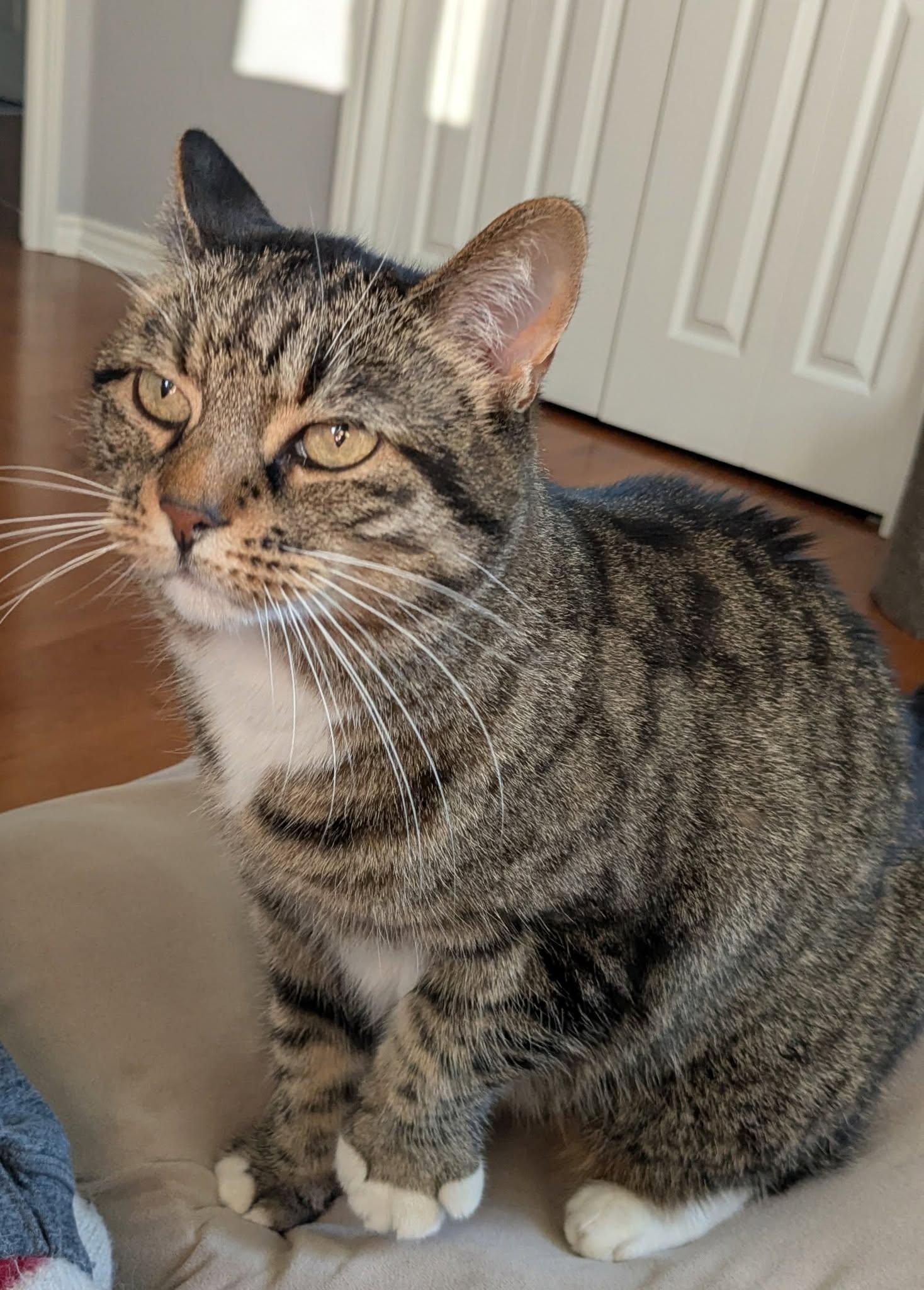 Tiger, Adoptable, Young Female Tabby.
