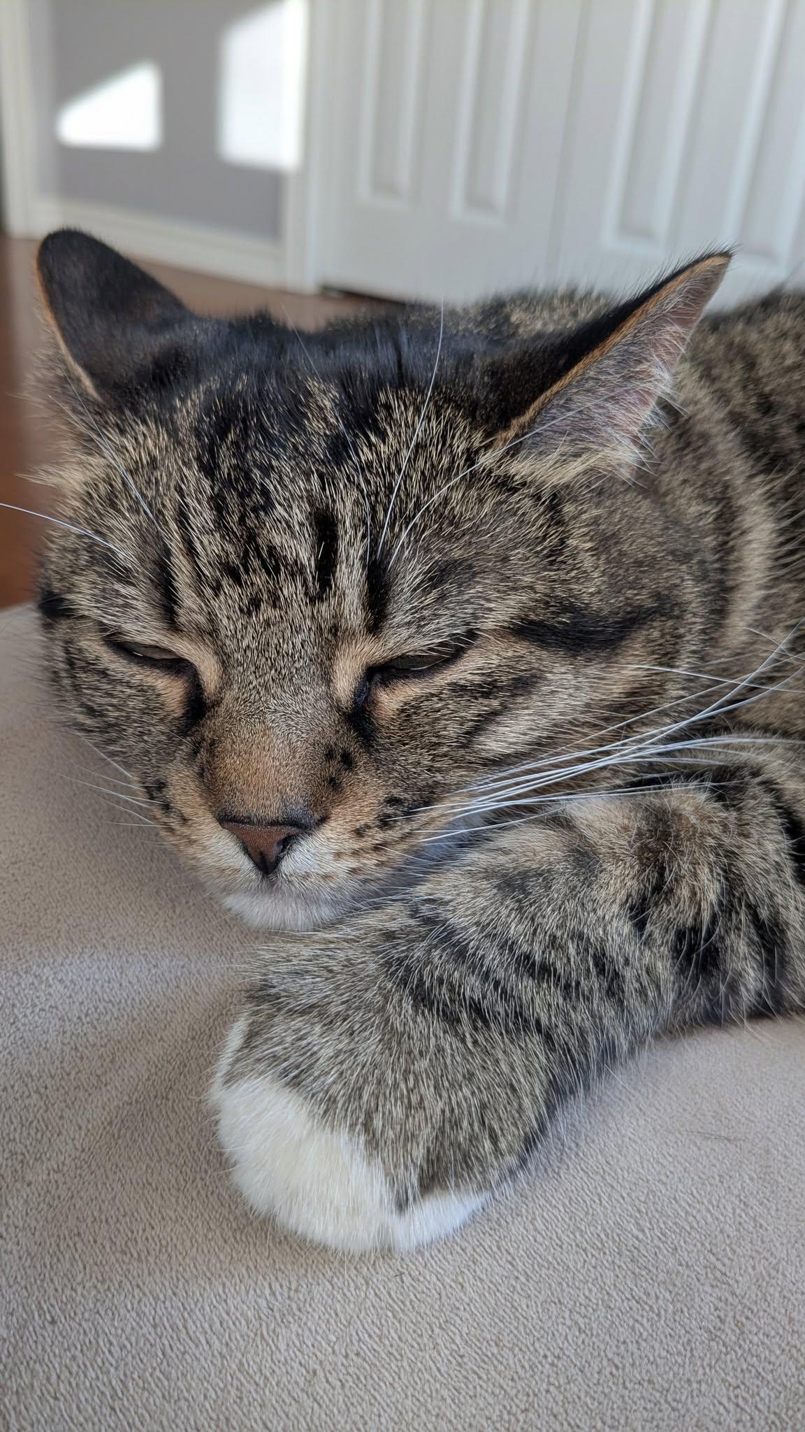Enlarge Tiger, a Adoptable Tabby in Orleans, ON image 2/3
