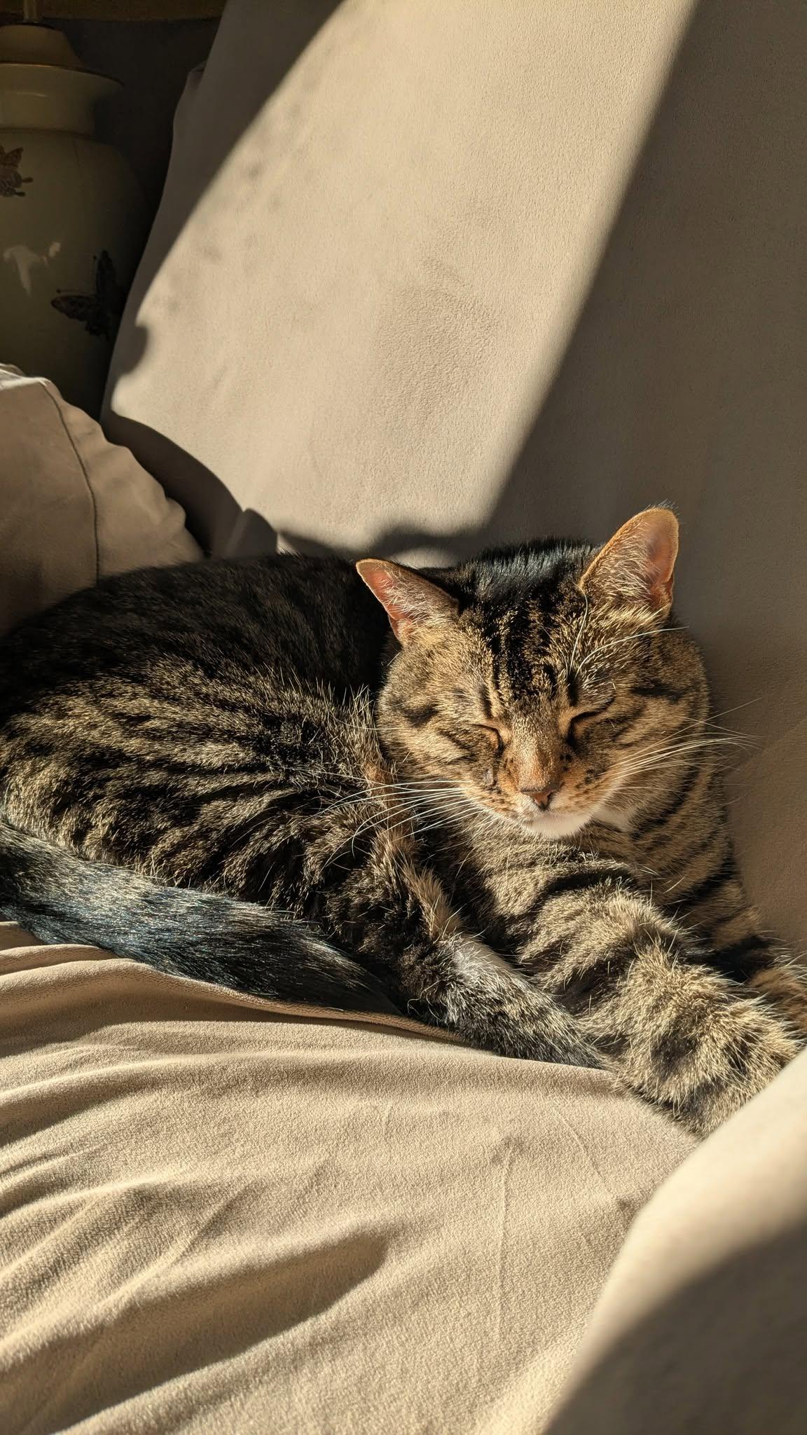 Enlarge Tiger, a Adoptable Tabby in Orleans, ON image 3/3
