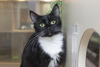 88905a Lit, Adoptable, Adult Female Domestic Medium Hair & Domestic Short Hair.