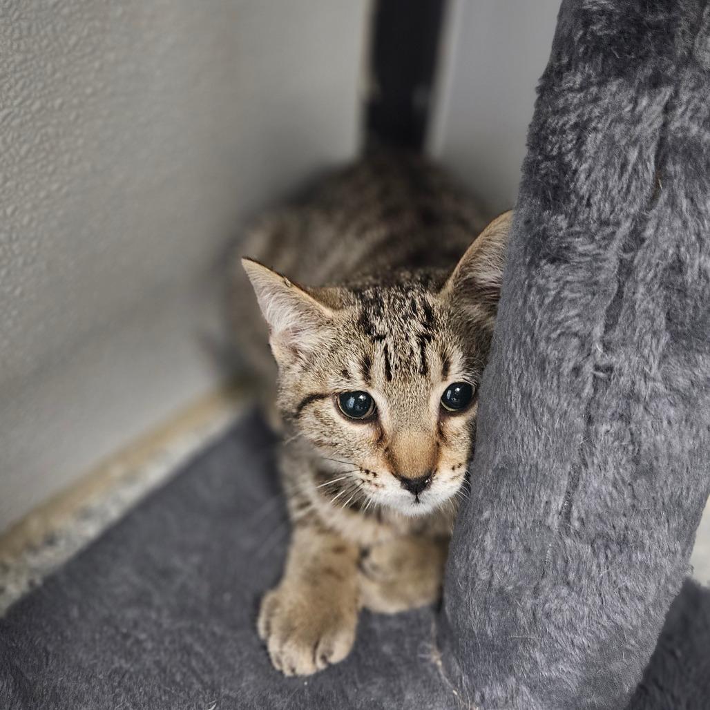 Enlarge Pablano, a ADOPTABLE Domestic Short Hair in Monticello, IA image 1/1
