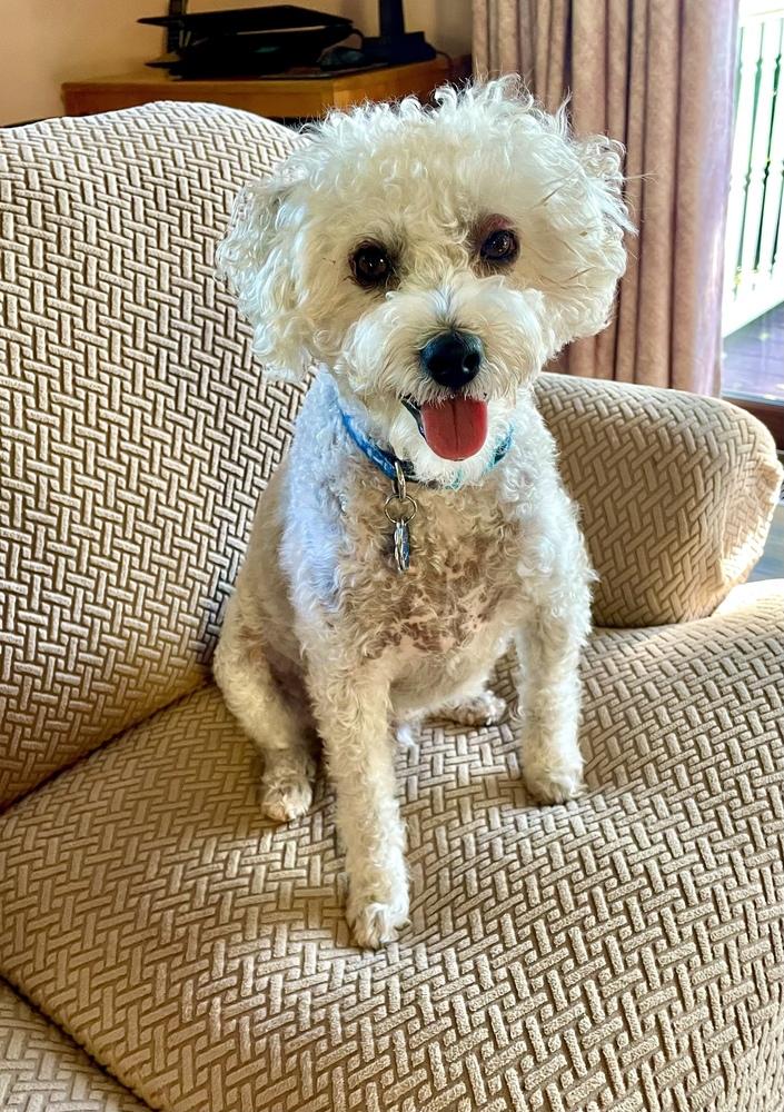 Enlarge Tucker, a Adoptable mixed breed in Greenlawn, NY image 3/6