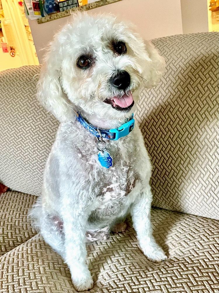 Enlarge Tucker, a Adoptable mixed breed in Greenlawn, NY image 4/6