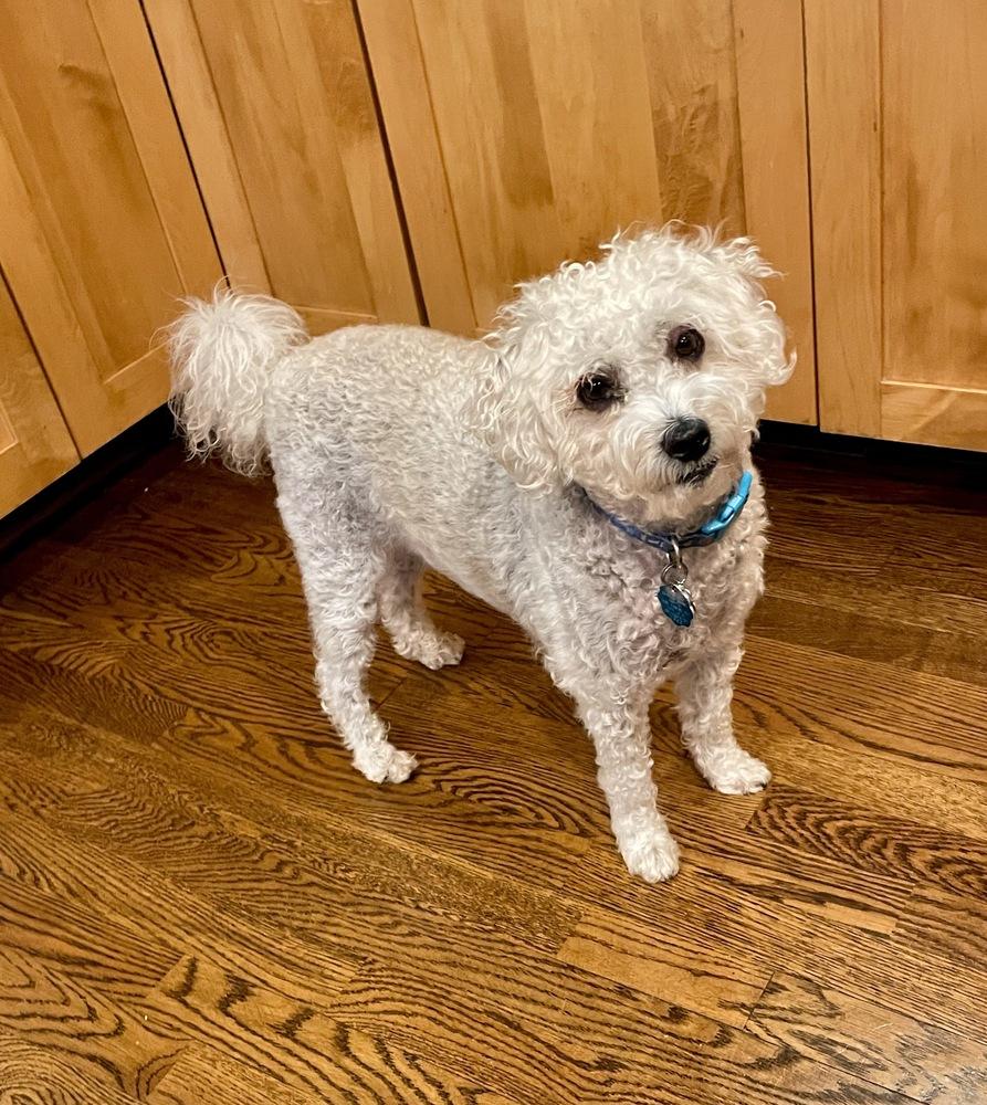 Enlarge Tucker, a Adoptable mixed breed in Greenlawn, NY image 6/6