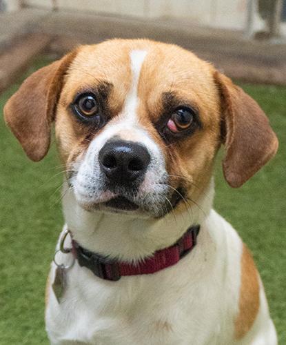 Enlarge Ram, an adopted mixed breed in Encinitas, CA image 1/1