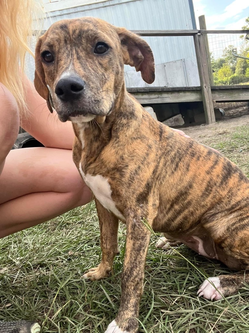 Enlarge Little Momma, a Adopted mixed breed in Grand ridge, FL image 1/2