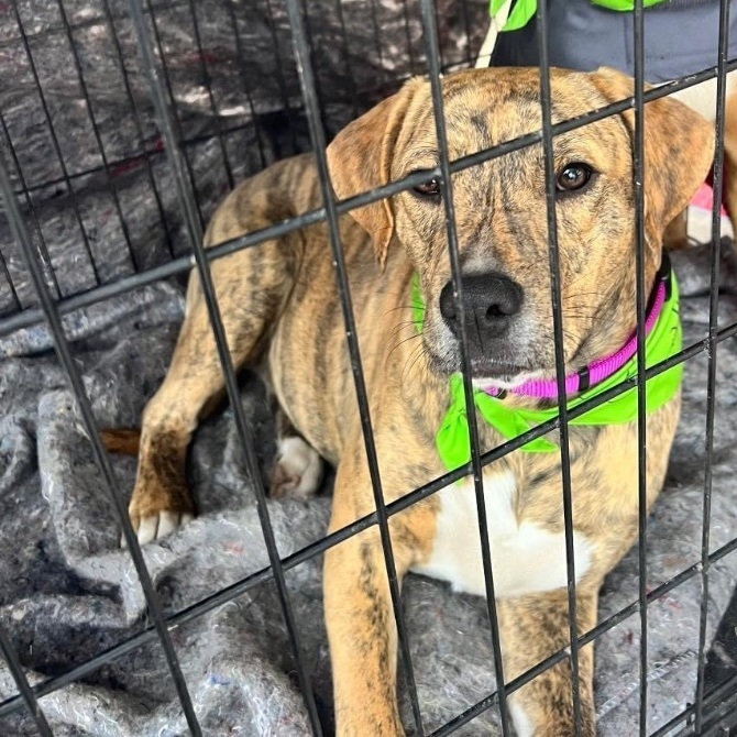 Enlarge Little Momma, a Adopted mixed breed in Grand ridge, FL image 2/2